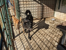 ALEX, Hund, Mischlingshund in Kroatien - Bild 2