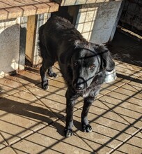 ADAM, Hund, Mischlingshund in Kroatien - Bild 2