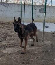 BESSA, Hund, Malinois-Mix in Kroatien - Bild 1