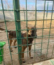 BESSA, Hund, Malinois-Mix in Kroatien - Bild 2