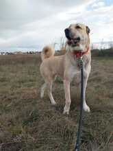 MALA, Hund, Kangal in Kroatien - Bild 1