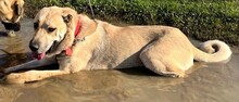 MALA, Hund, Kangal in Kroatien - Bild 2