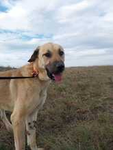 MALA, Hund, Kangal in Kroatien - Bild 3