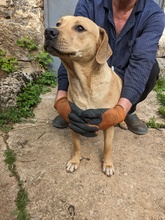 JACK, Hund, Mischlingshund in Kroatien - Bild 1