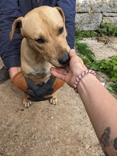 JACK, Hund, Mischlingshund in Kroatien - Bild 2