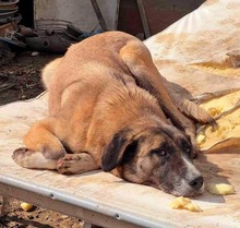 DANA, Hund, Mischlingshund in Rumänien - Bild 6