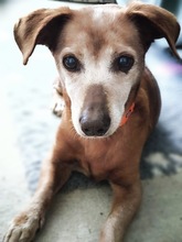 DIANA, Hund, Podenco in Berga - Bild 3