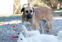 LAIKA, Hund, Mischlingshund in Griechenland - Bild 14