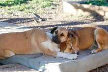 LAIKA, Hund, Mischlingshund in Griechenland - Bild 2