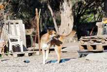 LAIKA, Hund, Mischlingshund in Griechenland - Bild 3