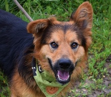 IGORF51, Hund, Deutscher Schäferhund-Mix in Slowakische Republik - Bild 1