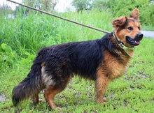 IGORF51, Hund, Deutscher Schäferhund-Mix in Slowakische Republik - Bild 2