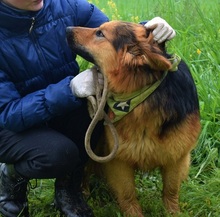 IGORF51, Hund, Deutscher Schäferhund-Mix in Slowakische Republik - Bild 3