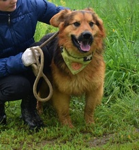 IGORF51, Hund, Deutscher Schäferhund-Mix in Slowakische Republik - Bild 4