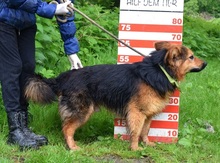 IGORF51, Hund, Deutscher Schäferhund-Mix in Slowakische Republik - Bild 5