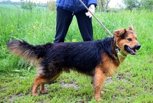 IGORF51, Hund, Deutscher Schäferhund-Mix in Slowakische Republik - Bild 6