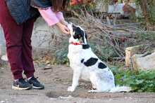 ALICE, Hund, Mischlingshund in Griechenland - Bild 3