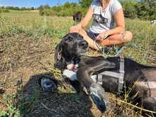 PINA, Hund, Mischlingshund in Griechenland - Bild 3