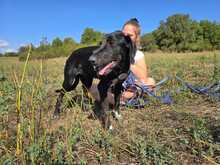 PINA, Hund, Mischlingshund in Griechenland - Bild 5