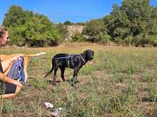 PINA, Hund, Mischlingshund in Griechenland - Bild 7