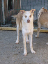 CASPER, Hund, Mischlingshund in Bulgarien - Bild 2