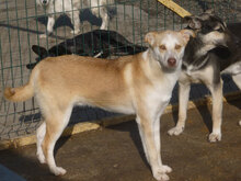 CASPER, Hund, Mischlingshund in Bulgarien - Bild 3