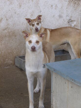 CASPER, Hund, Mischlingshund in Bulgarien - Bild 4