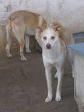 CASPER, Hund, Mischlingshund in Bulgarien - Bild 5