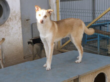 CASPER, Hund, Mischlingshund in Bulgarien - Bild 6