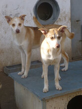 CASPER, Hund, Mischlingshund in Bulgarien - Bild 7