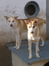 CASPER, Hund, Mischlingshund in Bulgarien - Bild 8