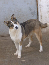 COLIN, Hund, Mischlingshund in Bulgarien - Bild 1