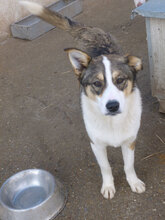 COLIN, Hund, Mischlingshund in Bulgarien - Bild 12