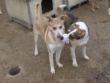 COLIN, Hund, Mischlingshund in Bulgarien - Bild 13
