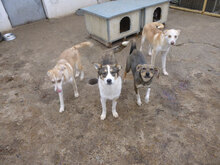COLIN, Hund, Mischlingshund in Bulgarien - Bild 14