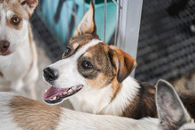 COLIN, Hund, Mischlingshund in Bulgarien - Bild 15