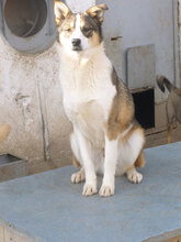 COLIN, Hund, Mischlingshund in Bulgarien - Bild 2