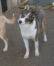 COLIN, Hund, Mischlingshund in Bulgarien - Bild 3