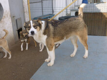 COLIN, Hund, Mischlingshund in Bulgarien - Bild 5