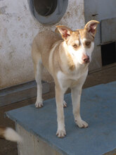 CANDY, Hund, Mischlingshund in Bulgarien - Bild 1