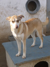 CANDY, Hund, Mischlingshund in Bulgarien - Bild 7