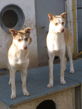 CANDY, Hund, Mischlingshund in Bulgarien - Bild 9
