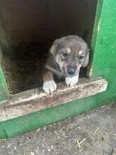 LUCITA, Hund, Mischlingshund in Rumänien - Bild 1