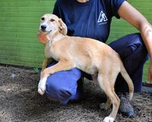 REMMY, Hund, Mischlingshund in Italien - Bild 16