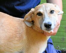 REMMY, Hund, Mischlingshund in Italien - Bild 17
