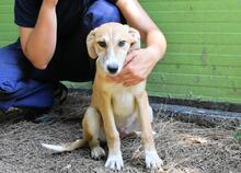 REMMY, Hund, Mischlingshund in Italien - Bild 19