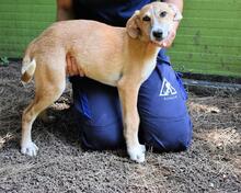 REMMY, Hund, Mischlingshund in Italien - Bild 20