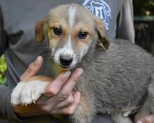REMMY, Hund, Mischlingshund in Italien - Bild 21