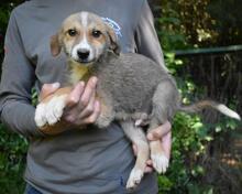REMMY, Hund, Mischlingshund in Italien - Bild 22