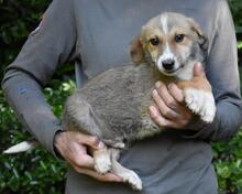 REMMY, Hund, Mischlingshund in Italien - Bild 24